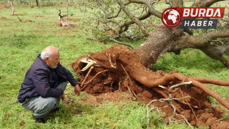’Süper hücre’ fırtınası Gaziantep’te fıstık ağaçlarını söktü