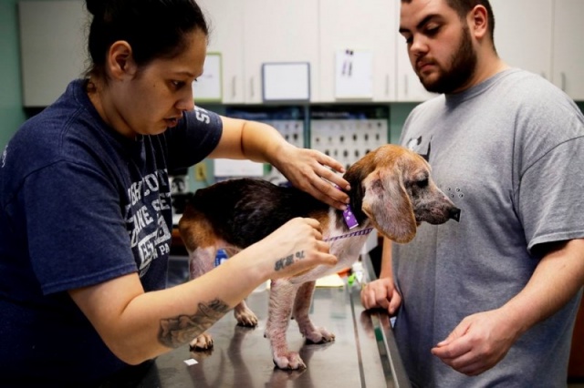 ABD'nin Pensilvanya eyaletinde bir eve giden polisler 71 Beagle cinsi köpeği kurtardı. Köpeklerin yasa dışı bir şekilde yetiştirildiği tespit edildi.