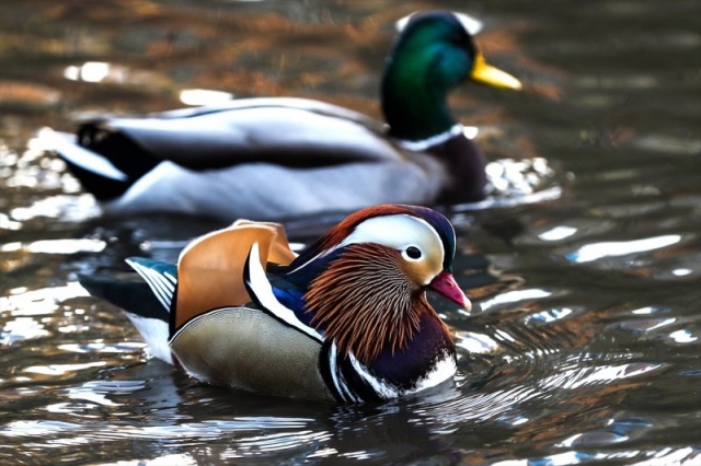 Genellikle Doğu Asya'da görülen bir tür olan Mandarin ördeği Central Park'ta ziyaretçilerin dikkatini çekiyor
