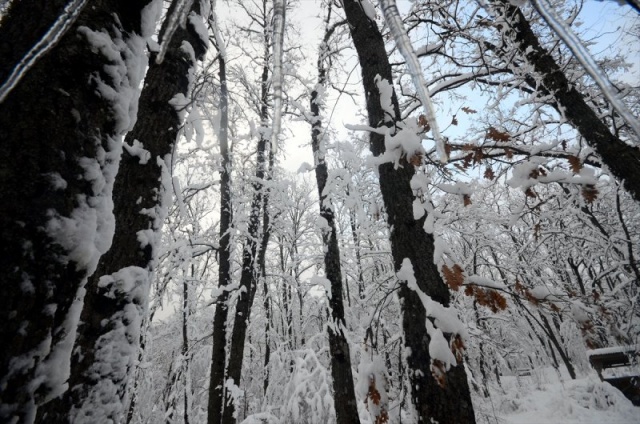 FOTOĞRAFLAR: AA



Trakya'nın Karadeniz kıyılarındaki meşe ve çam ağaçlarından oluşan Istranca Ormanları, bölgede etkili olan kar yağışının ardından adeta görsel şölen sunuyor