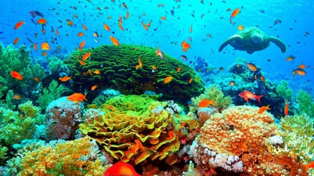 Bilim adamları Pasifik Okyanusu'nun güneyindeki Büyük Bariyer Resifi'ndeki mercan kaybının rekor seviyeye ulaştığı uyarısında bulundu.