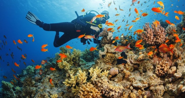 Avustralya Okyanus Bilimi Enstitüsünün yayımladığı yeni rapora göre, Queensland eyaleti sahili açıklarındaki resifteki mercan örtüsünün "tarihin en düşük seviyesine" gerilediği belirtildi.