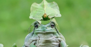 Sevimli kurbağaların eğlenceli dünyası