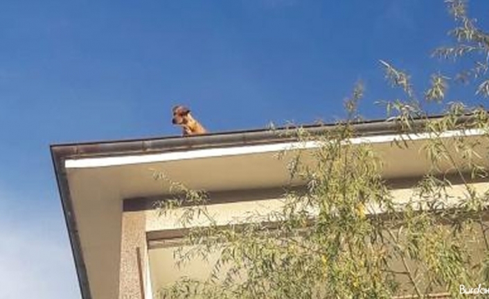 Apartman çatısındaki köpeği görenler şaşkına döndü