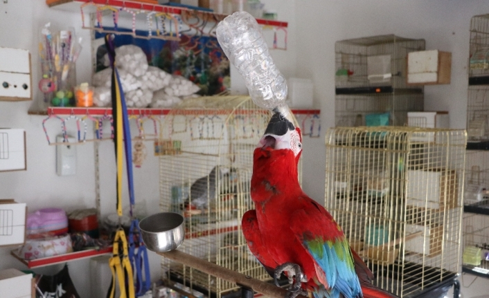 Bu papağan insan gibi su içiyor, müzik duyunca oynuyor