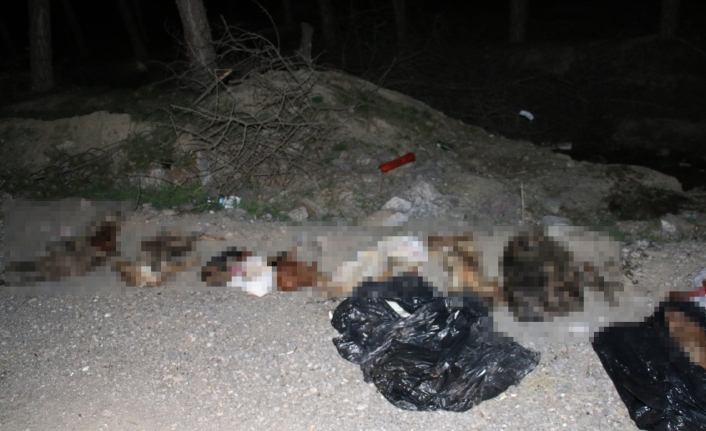 Başkent’te patilerine damar yolu açılmış şekilde 30’un üzerinde ölü köpek bulundu
