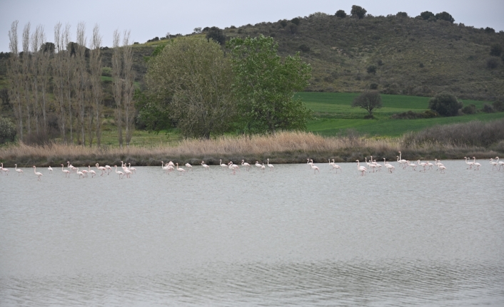 Göç eden flamingolar Çanakkale Tarihi Ala’nda durakladı