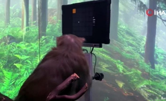 Neuralink’in beyin çipi maymun üzerinde denendi