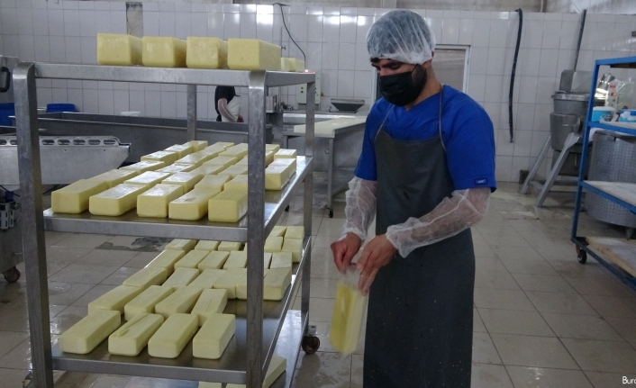 Karadeniz’in mıhlama peynir ihtiyacı Muş’tan