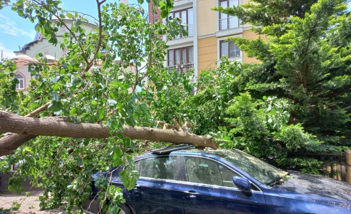 Ataşehir’de çürüyen ağaç arabanın üstüne devrildi