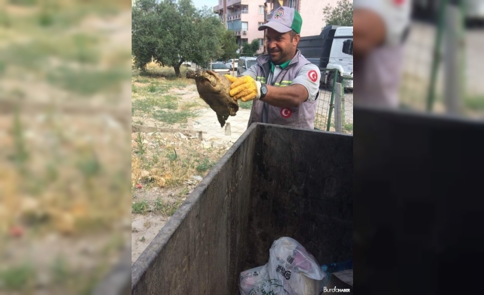 Çöpe atılan kaplumbağayı temizlik görevlileri kurtardı