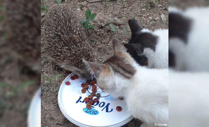 Kirpi ile kedilerin şaşırtan dostluğu