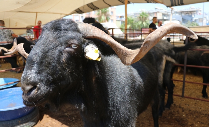 160 kilogramlık Honamlı Keçileri kurban pazarının gözdesi oldu