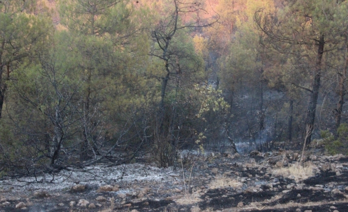 Kilis’teki orman yangını 5 buçuk saatte güçlükle kontrol altına alındı