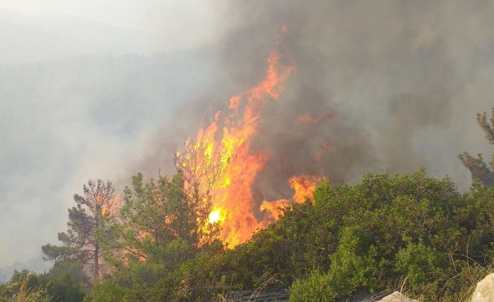 Milas’ta başlayan orman yangını Bodrum’a sıçradı, söndürme çalışmaları devam ediyor