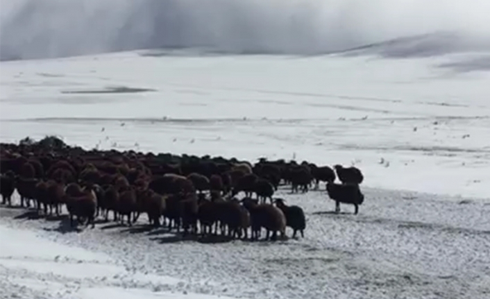 Ardahan’da kar ve tipide mahsur kalan yaylacılar ve koyun sürüsü kurtarıldı