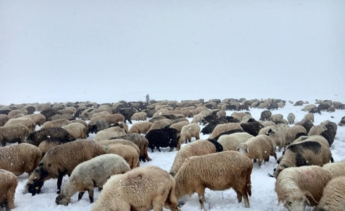 Doğu Karadeniz Yaylaları’nda erken görülen kar yağışı en çok onları etkiledi