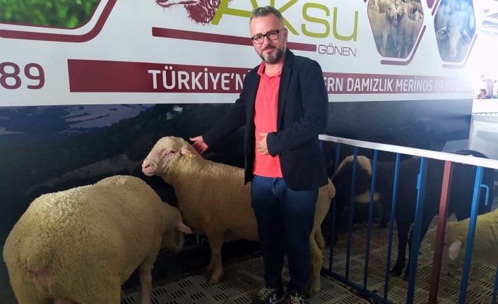 Festivalde Türk Merinos koyununa yoğun ilgi