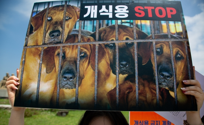 Güney Kore’de köpek eti tüketimi yasaklanabilir