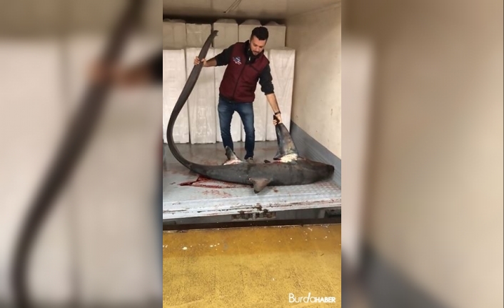 Marmara Denizinde dev köpek balığı yakalandı