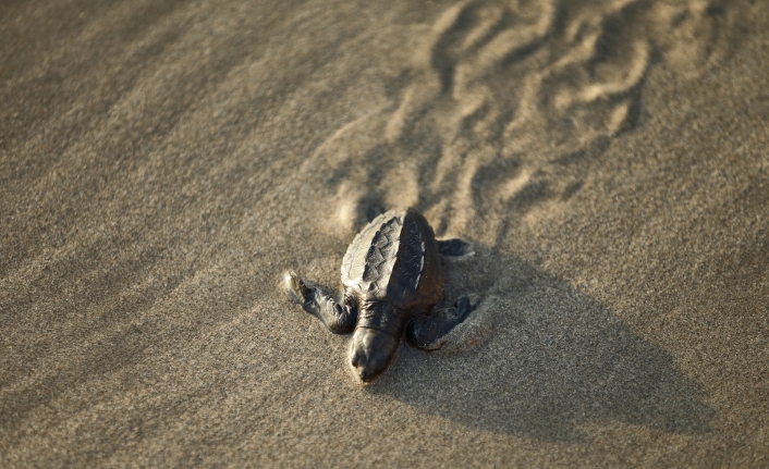 Meksika’da yaklaşık 300 deniz kaplumbağası karaya vurdu