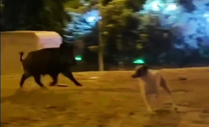 Şehre inen yaban domuzu köpekleri kovaladı