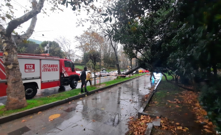 Maçka Parkı girişinde ağaç devrildi: Trafik durma noktasına geldi