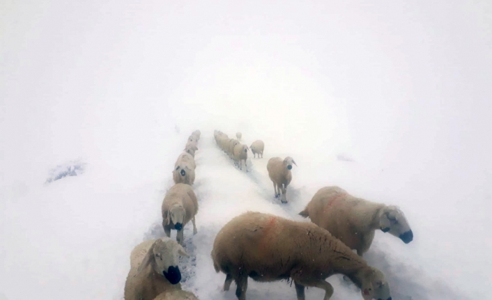 Kara yakalanan çobanların sürüleri ile göçü böyle görüntülendi
