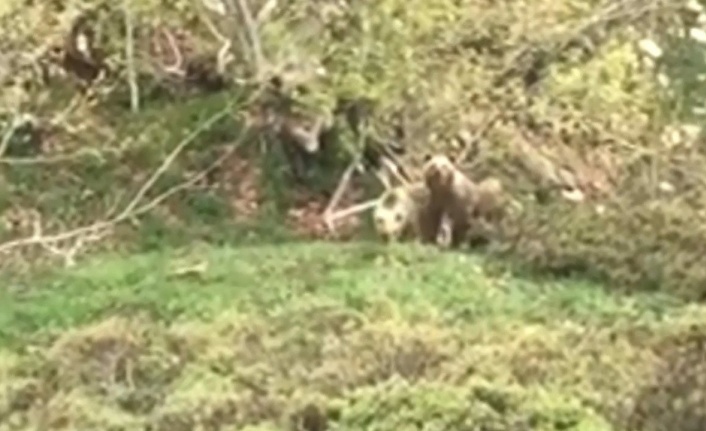 Ormanda karşılaştığı ayıları kaçırmaya bir sözü yetti