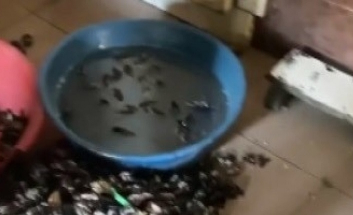 İzmir’de sağlıksız koşullarda üretilen 250 kilogram midyeye el konuldu