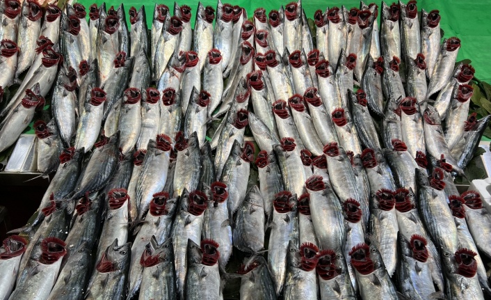Balıkçılardan tüketicilere: “Palamut bol, dondurucuya atın”