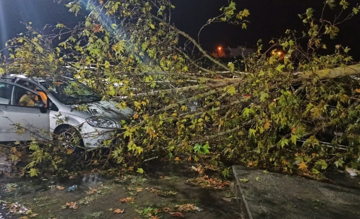 Fırtınanın devirdiği ağaç 4 araca hasar verdi