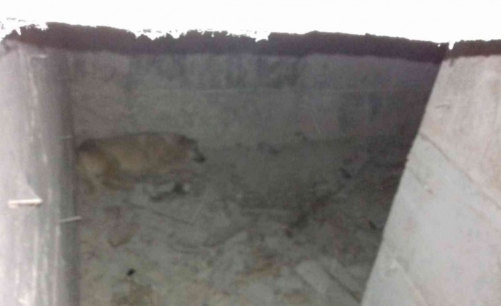 Ankara’da su kuyusuna düşen köpek kurtarıldı