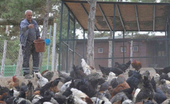 Belediye tarafından yetiştirilen tavuk ve kazlar etleri ihtiyaç sahiplerine verildi