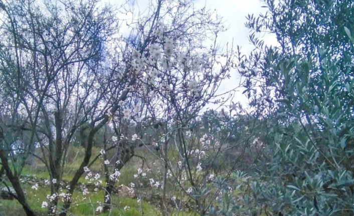 Gazipaşa’da yalancı bahara aldanan ağaçlar çiçek açtı