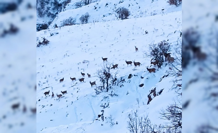 Malatya’da kar altında yiyecek arayan yaban keçileri görüntülendi