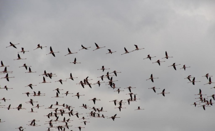 Flamingoların göç yolundaki molaları dron ile görüntülendi