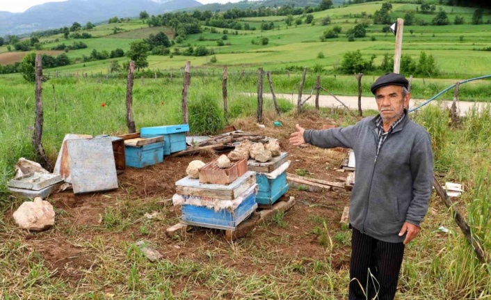 Amasya’da köylere inen ayılar arı kovanlarına saldırdı