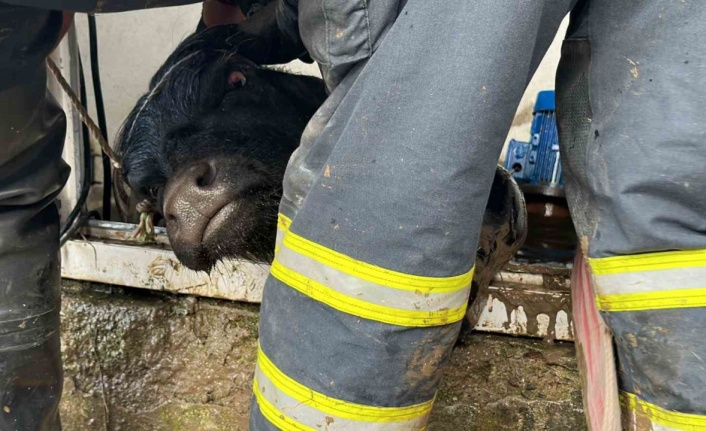 Su kuyusuna düşen ineklere kurtarma operasyonu