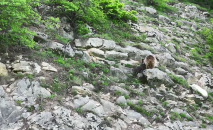 Artvin’de anne ayı yavrusunu emzirirken kameralara takıldı