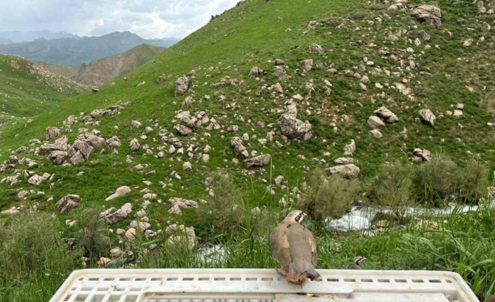 Hakkari’de 650 kınalı keklik doğaya salındı