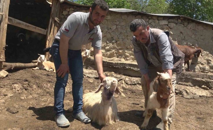 Kastamonu’da kurtlar 50 kurbanlık hayvanı telef etti