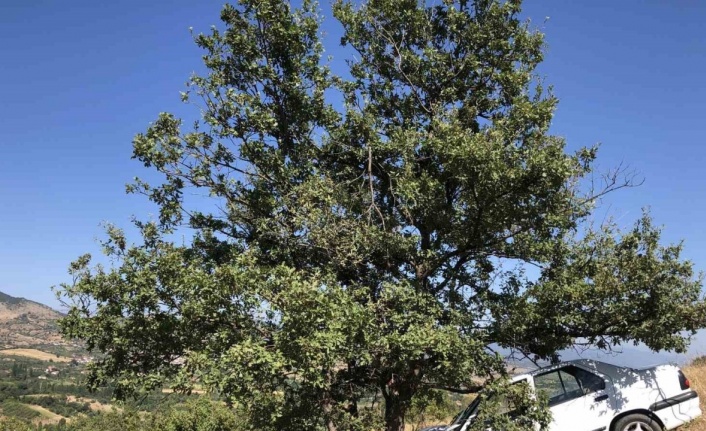 Amasya’da uçuruma uçan otomobili ağaç kurtardı: 1 yaralı