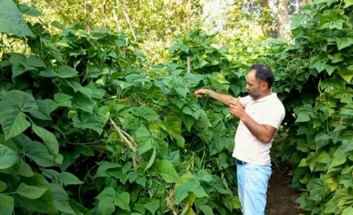Ata tohumuyla yetiştirilen ‘Araplı fasulyesi’ hasadı başladı