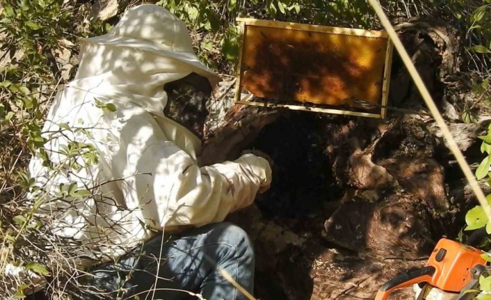 ’Bal avcıları’ su kenarından takip ettikleri arılarla doğal bala ulaşıyor