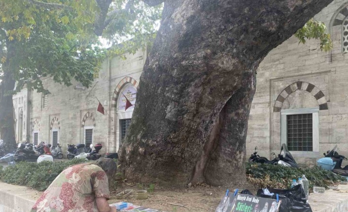 Beyazıt Meydanı’nın çınarı Hüseyin Avni Dede: 58 yıldır adının verildiği ağacın altında