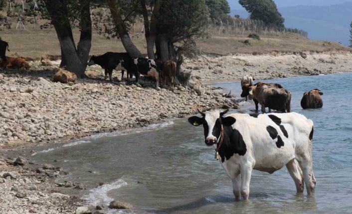 Bolu’da ineklerin serinleme keyfi
