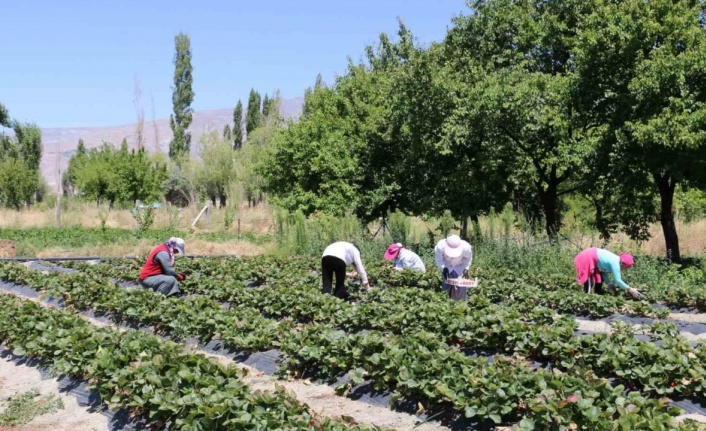 Erzincan’da çilek hasadı