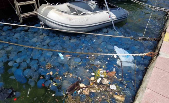 İzmir Foça’da denizanası istilasının ardından vakalar arttı