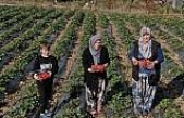 (Özel) Köylü kadınların hayatı bir fide ile değişti...Köyün tamamı 7 ay çilek üretiyor
